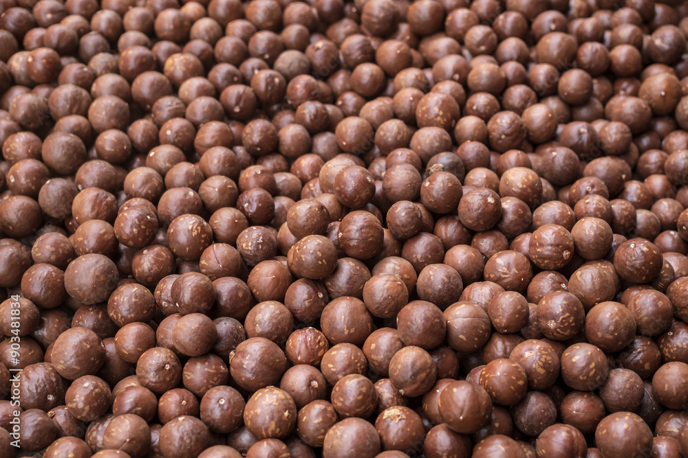 Raw of Macadamia integrifolia for background Raw of Macadamia integrifolia for background