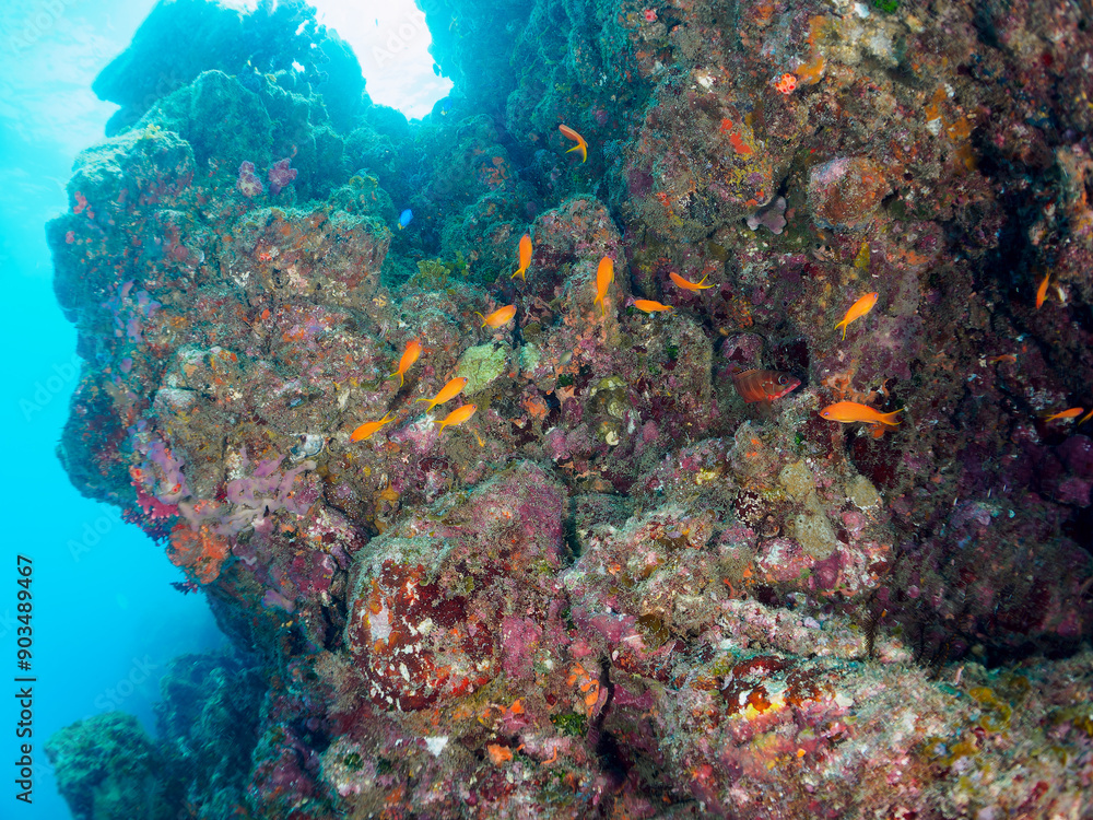 Fototapeta premium ウミトサカ(ソフトコーラル)が生えるドロップオフのキンギョハナダイ(ハナダイ亜科)、スズメダイ(スズメダイ科)他群れ 静岡県伊豆半島賀茂郡南伊豆町中木から渡し船で渡るヒリゾ浜-2024年8月 Sea Goldie (Pseudanthias squamipinnis) Damselfish, Chromis notata, Alcyonacea