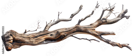 Beautiful driftwood and trees branch tree, dry wood, bare tree, twig. Close up Various textured pieces isolated on background