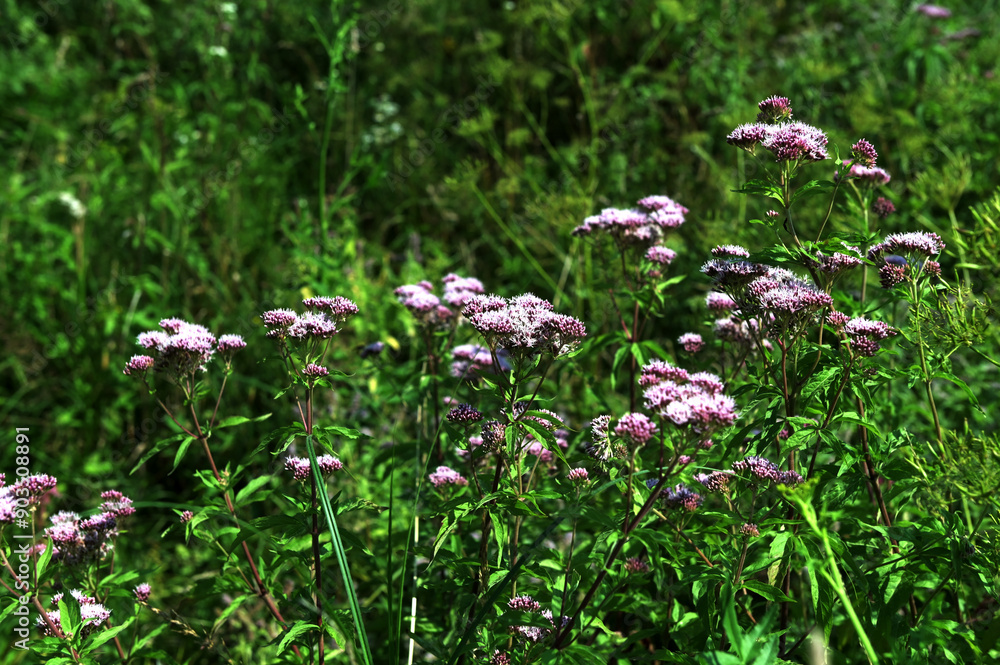 Eupatorium cannabinum, commonly known as hemp-agrimony or holy rope. Eupatorium cannabinum, commonly known as hemp-agrimony or holy rope.