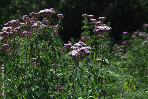 Eupatorium cannabinum, commonly known as hemp-agrimony or holy rope. photo