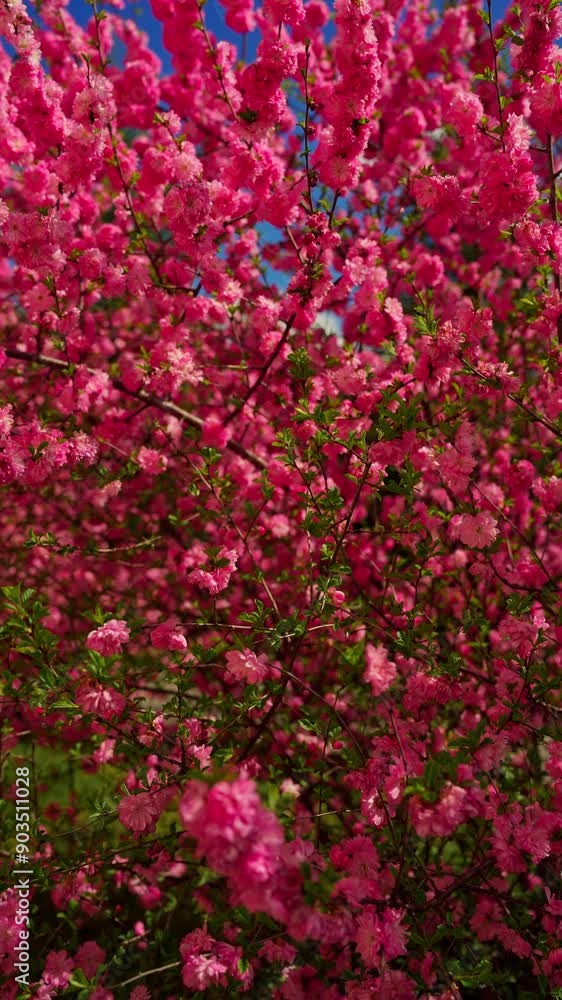 Pink Flower Bush in Bloom Pink Flower Bush in Bloom