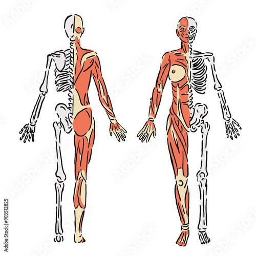 illustration of the anatomy of the muscles and skeleton of the female body