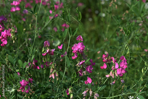 In summer, Lathyrus tuberosus grows among the grasses in the field photo