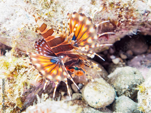 広げた羽根が美しいキリンミノ（フサカサゴ科）の幼魚。 英名、学名：Zebra turkeyfish (Dendrochirus zebra)静岡県伊豆半島賀茂郡南伊豆町中木ヒリゾ浜-2024年8月 