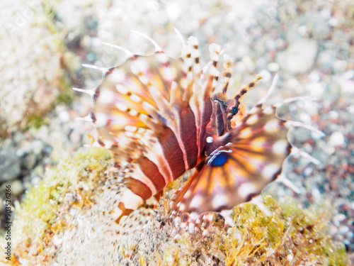 広げた羽根が美しいキリンミノ（フサカサゴ科）の幼魚。
英名、学名：Zebra turkeyfish (Dendrochirus zebra) 

静岡県伊豆半島賀茂郡南伊豆町中木ヒリゾ浜-2024年8月
