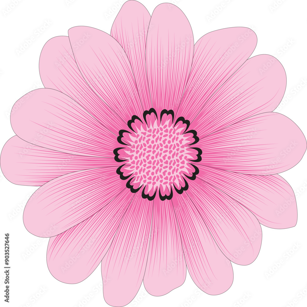 pink daisy isolated on white pink daisy isolated on white