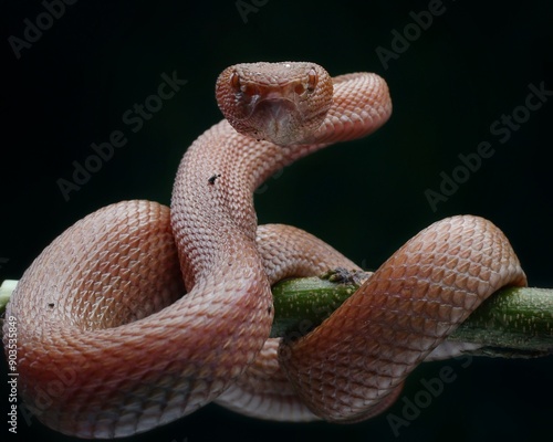 Manggrove Pit Viper snake closeup head, animal closeup, snake front view photo