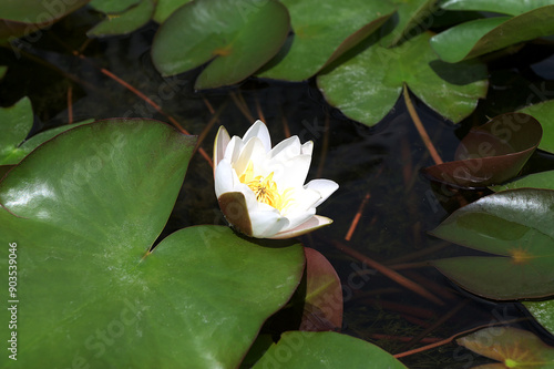 Water lily plant nymphaea candida on the lake