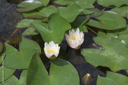 Water lily plant nymphaea candida on the lake