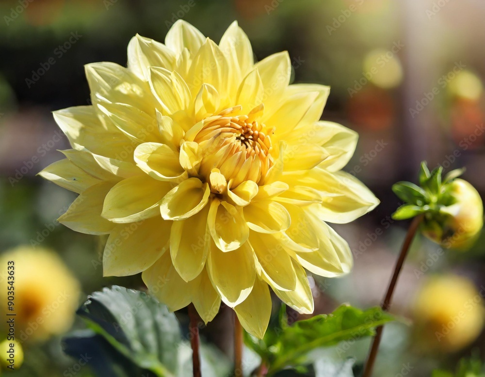 Closeup of bright blooming yellow dahlia flower growing in garden over blurred background on sunny day Closeup of bright blooming yellow dahlia flower growing in garden over blurred background on sunny day