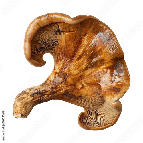 Ear mushroom png