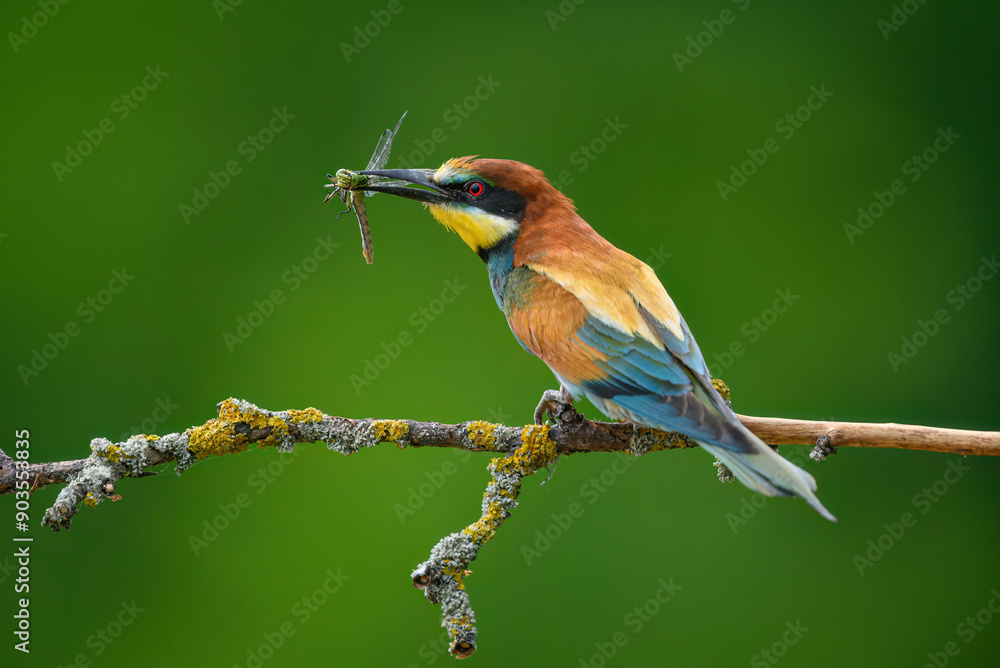 Fototapeta premium European bee eater ( Merops apiaster )