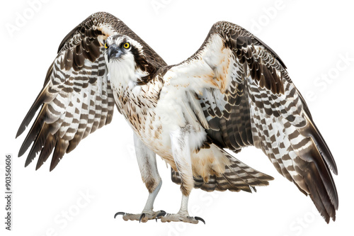 Osprey with Wings Spread, isolated