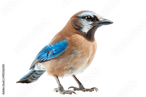 Eurasian Jay Bird with Blue and Brown Feathers isolated photo