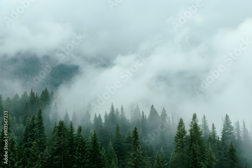 Serene forest landscape enveloped in misty clouds and towering pine trees. © Ben Kuang