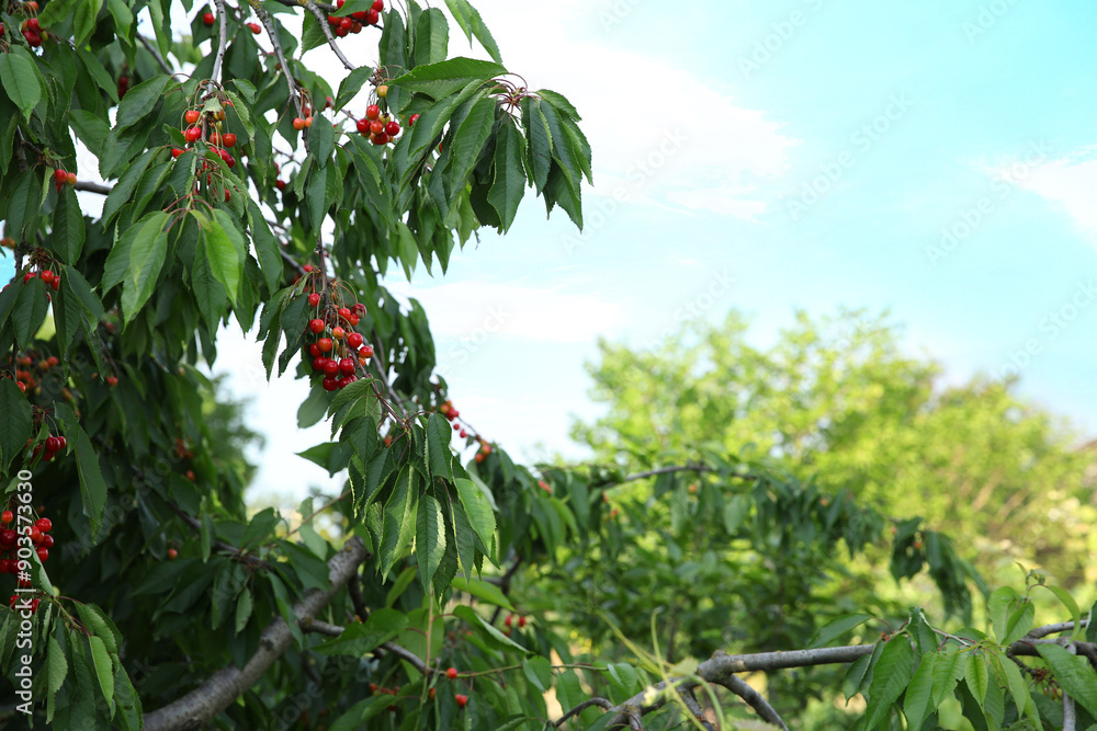 Fototapeta premium Cherry tree with green leaves and ripe berries growing outdoors. Space for text