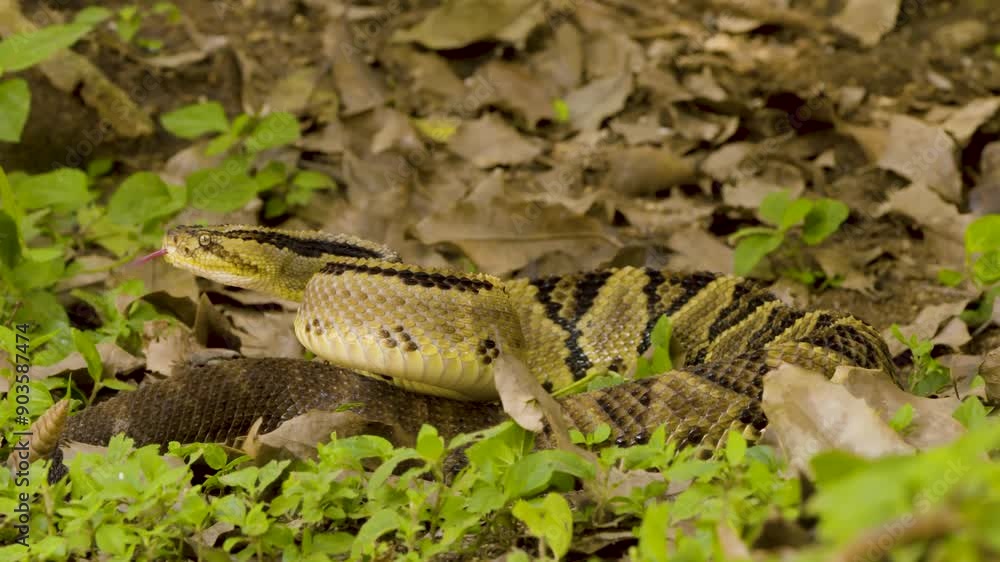 Patterned snake blends seamlessly with fallen leaves.” Patterned snake blends seamlessly with fallen leaves.”