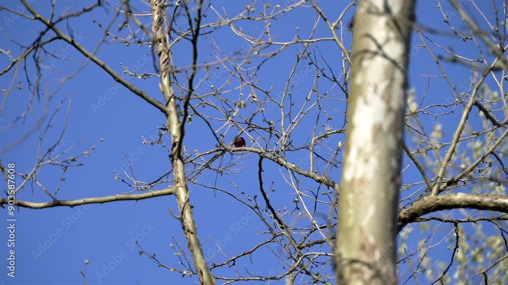 Zoomed tracking shot of vibrant red bird resting on leafless tree branches. It then flies to right towards trees beginning to sprout green leaves, symbolizing the transition from winter to spring.