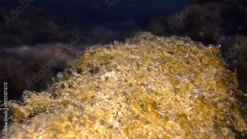 Macro underwater static shot of sphagnum peat moss with attached air bubbles. The moss and bubbles sway gently in the stream's current, offering a glimpse into a dynamic aquatic microenvironment. photo