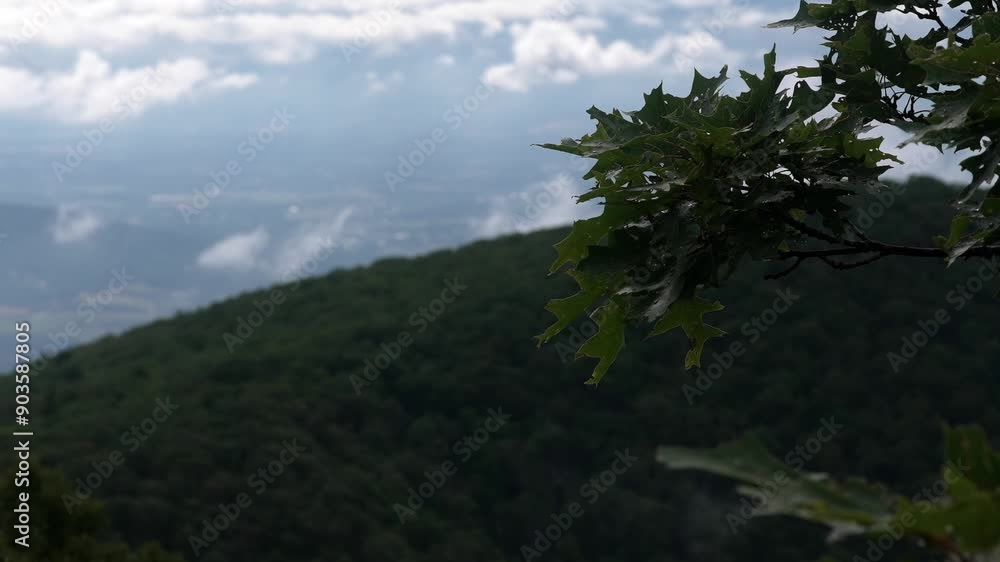 Slow-motion capture of tree leaves softly swaying in the wind, framing a picturesque view of forested mountains. Cloudy sky adds depth to tranquil natural scene, emphasizing the peaceful atmosphere. Slow-motion capture of tree leaves softly swaying in the wind, framing a picturesque view of forested mountains. Cloudy sky adds depth to tranquil natural scene, emphasizing the peaceful atmosphere.