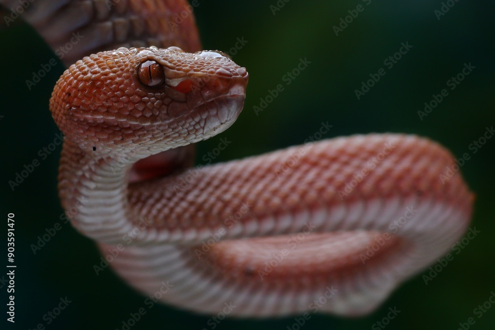 Fototapeta premium Manggrove Pit Viper snake closeup head, animal closeup, snake front view
