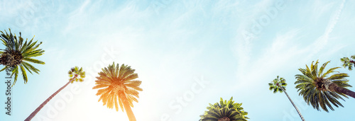 A perfect summer day and tall palms