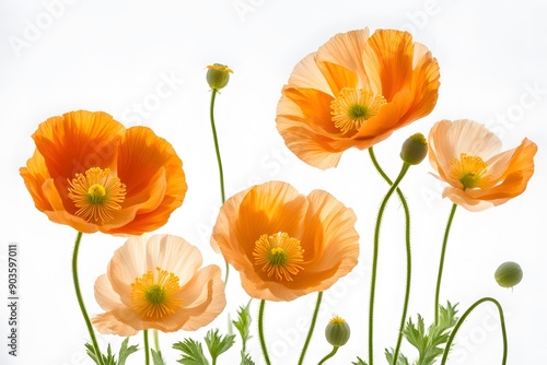 Iceland poppy flowers on white background, AI Generated