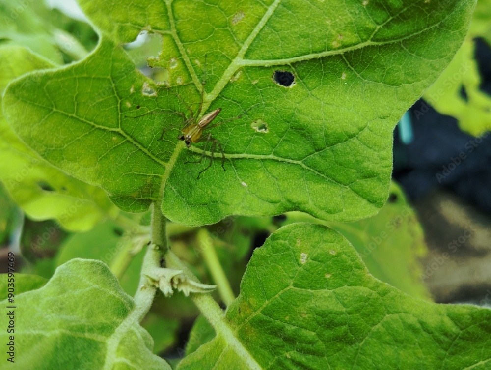 Spider sitting on a green leaf Spider sitting on a green leaf