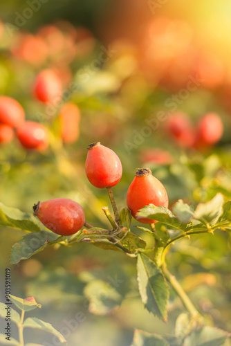 Bright, juicy and colourful rose hips, shining brightly on a beautiful sunny day in the embrace of nature.