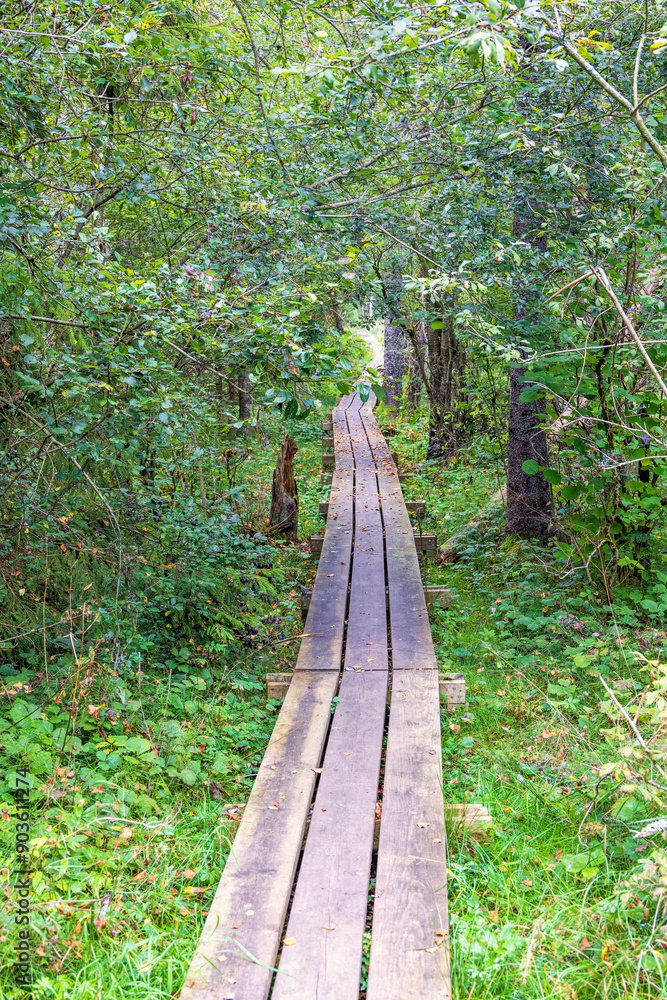 Fototapeta premium Wooden boardwalk in a forest