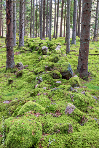 Green moss on an old stone wall in a spruce forest