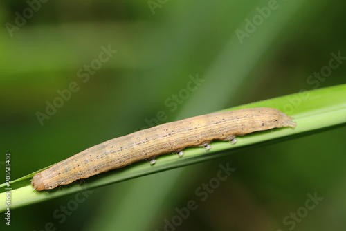 Beige colored full body, Southern Wainscot Moth (Mythimna straminea) larva on a silver grass leaf (Outdoor field closeup macro photography) photo