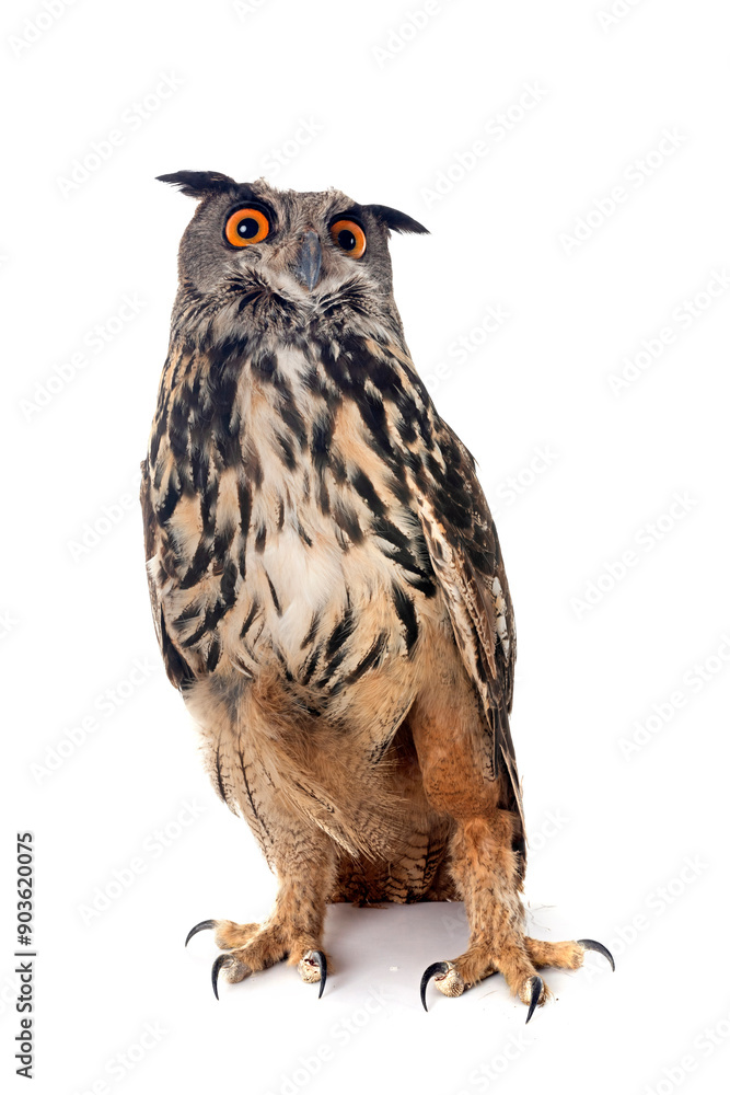 Obraz premium Eurasian eagle-owl in studio