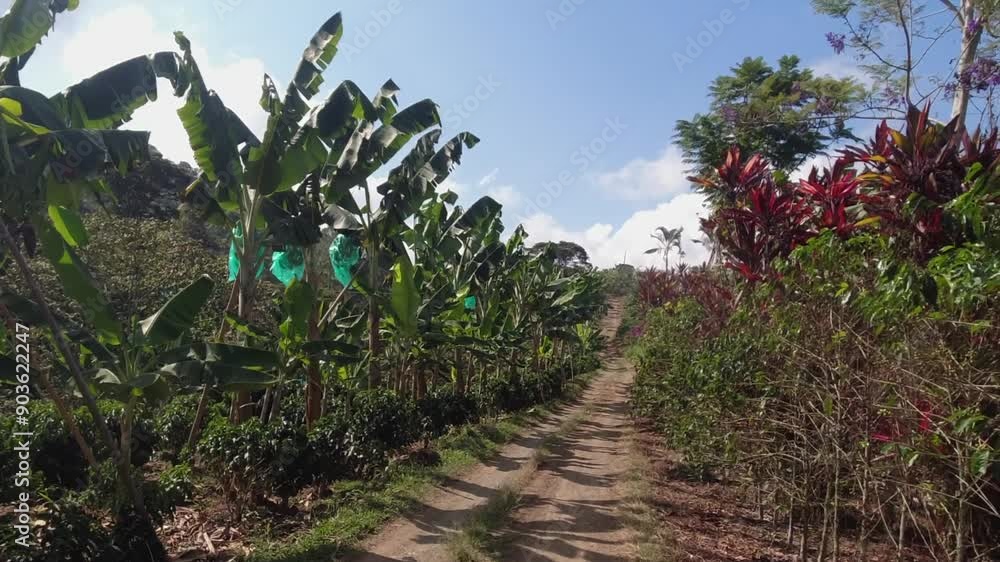 POV: Driving slowly on simple dirt road through plantation in Colombia POV: Driving slowly on simple dirt road through plantation in Colombia
