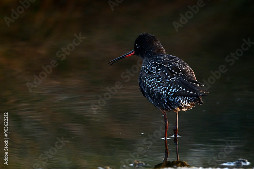 Spotted redshank // Dunkelwasserläufer (Tringa erythropus) photo