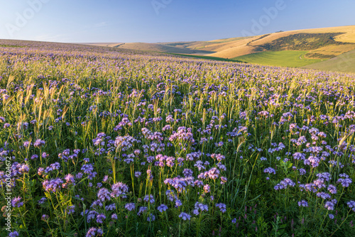 Fields of Phacelia on the south downs near Brighton East Sussex south east England UK photo