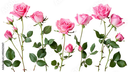Fototapeta Naklejka Na Ścianę i Meble -  Pink roses on transparent background