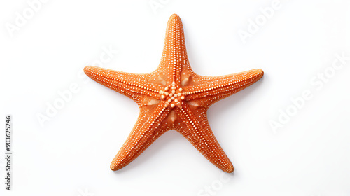 starfish isolated on white background
