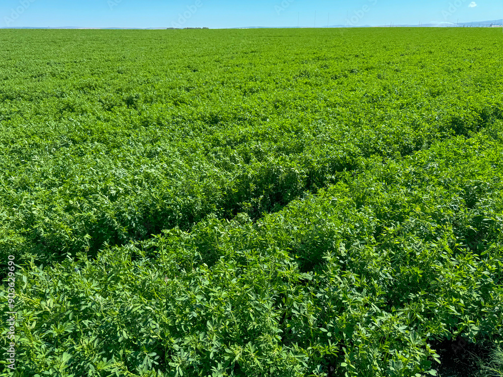 Alfalfa. Green surface, landscape of a field of bright green lucerne with blue sky Alfalfa. Green surface, landscape of a field of bright green lucerne with blue sky