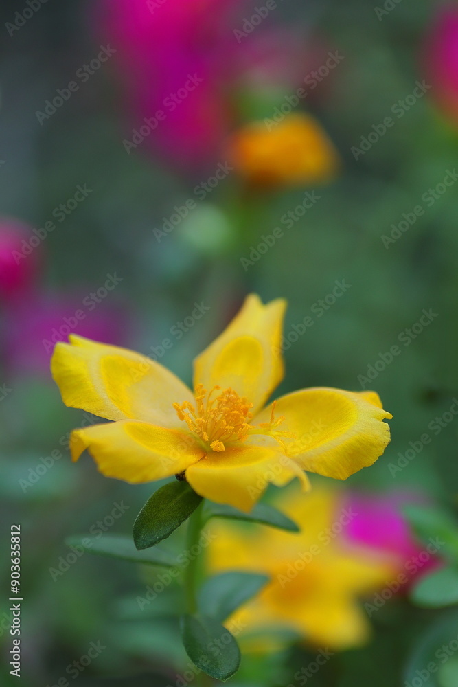 黄色い花びらのマツバボタン 黄色い花びらのマツバボタン