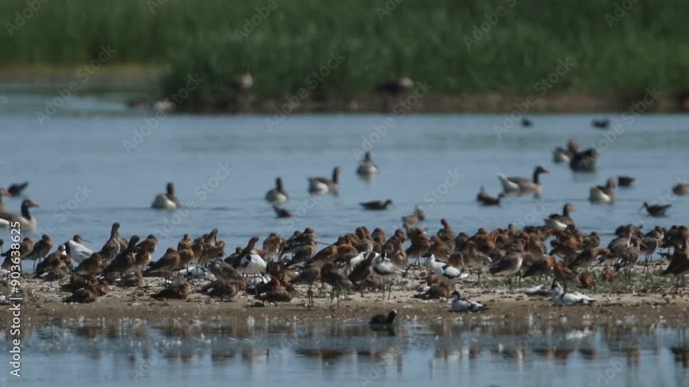 Black-tailed Godwits, Limosa limosa, and other wading birds, gulls, geese and ducks resting, feeding swimming and preening on an island in the middle of a lake. Black-tailed Godwits, Limosa limosa, and other wading birds, gulls, geese and ducks resting, feeding swimming and preening on an island in the middle of a lake.