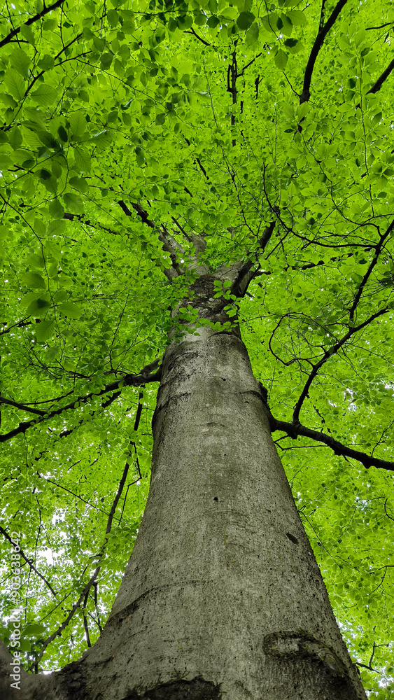 Fototapeta premium beech tree, various types, growing in the park