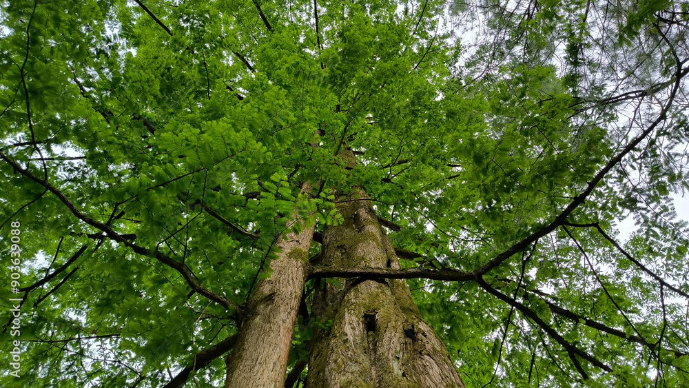 Fototapeta premium dawn redwood metasequoia glyptostroboides tree