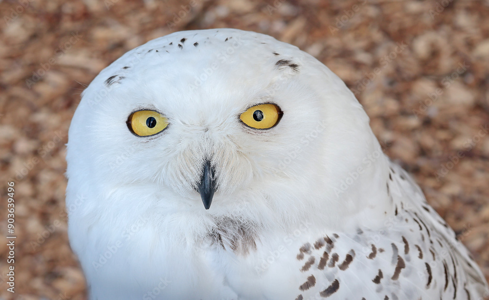Obraz premium White polar owl in zoo. Wild bird of prey. Structure of tundra owls with white plumage. 