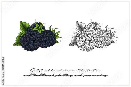 colored blackberry illustration in engraving style