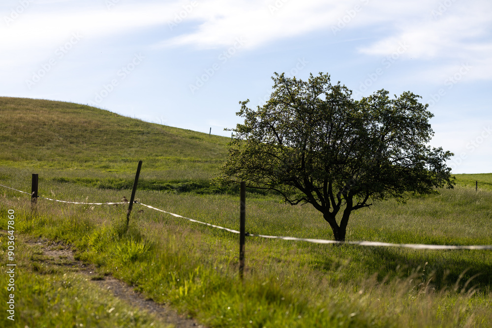 Weide in der Sächsischen Schweiz Weide in der Sächsischen Schweiz