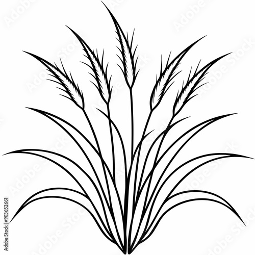 pennisetum-alopecuroides--fountain-grass-- line art vector
