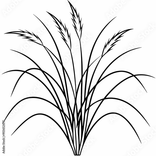 pennisetum-alopecuroides--fountain-grass-- line art vector photo