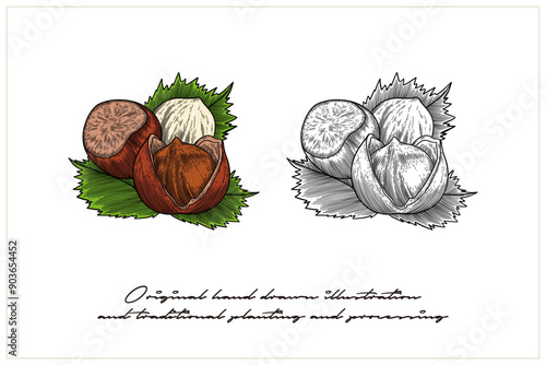 colored Hazelnut illustration in engraving style